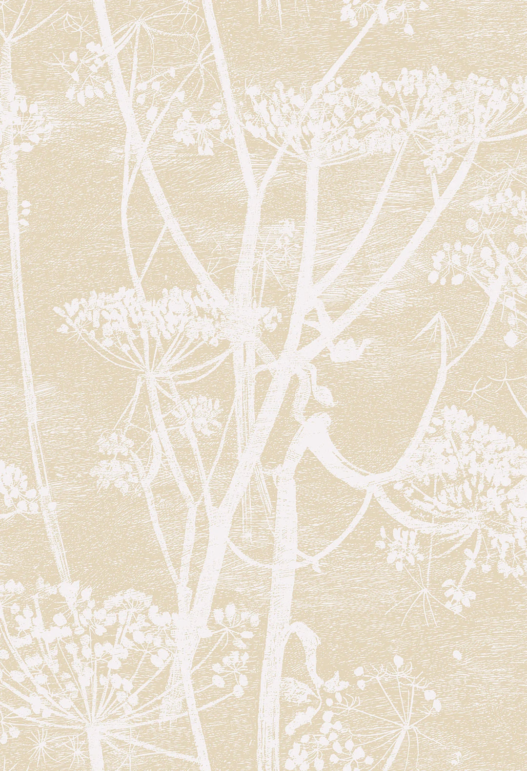 Cow Parsley Wallpaper by Cole & Son - 66/7049 | Modern 2 Interiors