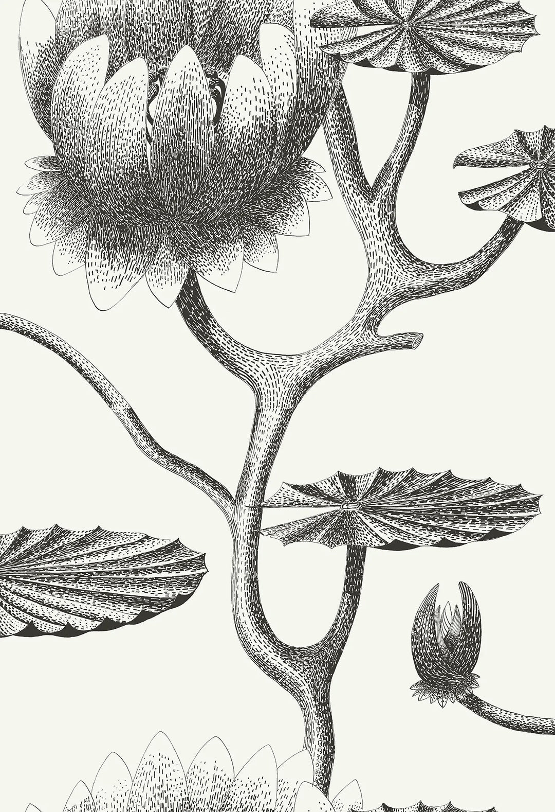 Lily Wallpaper by Cole & Son - 95/4020 | Modern 2 Interiors