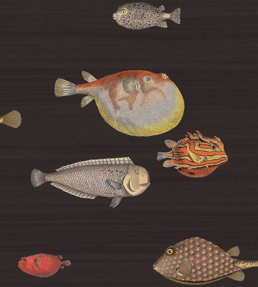 Cole & Son Acquario Wallpaper | Charcoal | 97/10048 | Acquario is a feature wallpaper featuring a marine life designed print