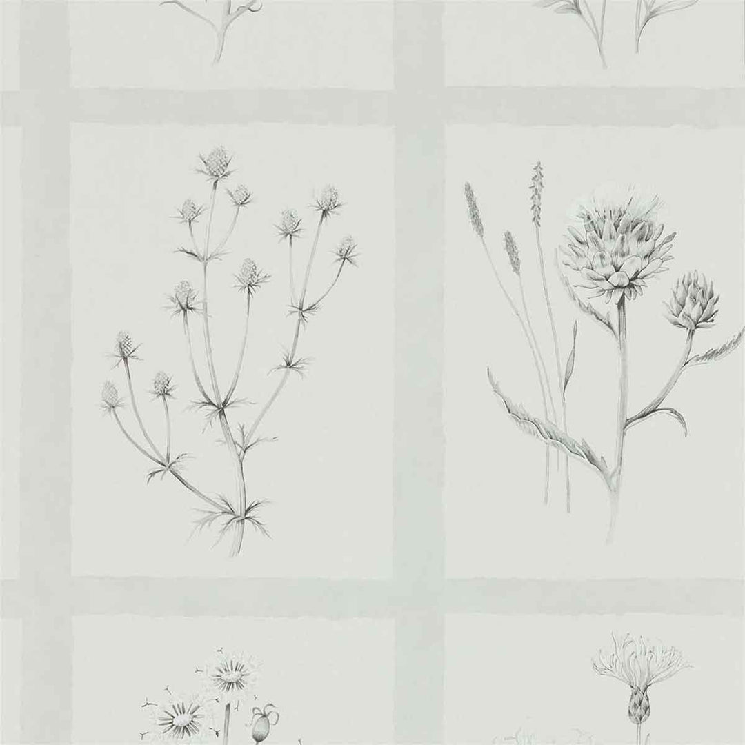 Little Thistles Pewter Wallpaper by Sanderson - 216512 | Modern 2 Interiors