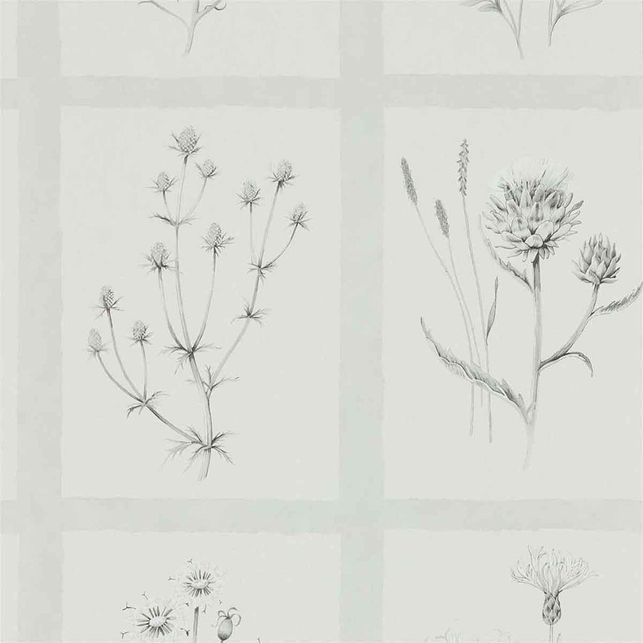 Little Thistles Pewter Wallpaper by Sanderson - 216512 | Modern 2 Interiors