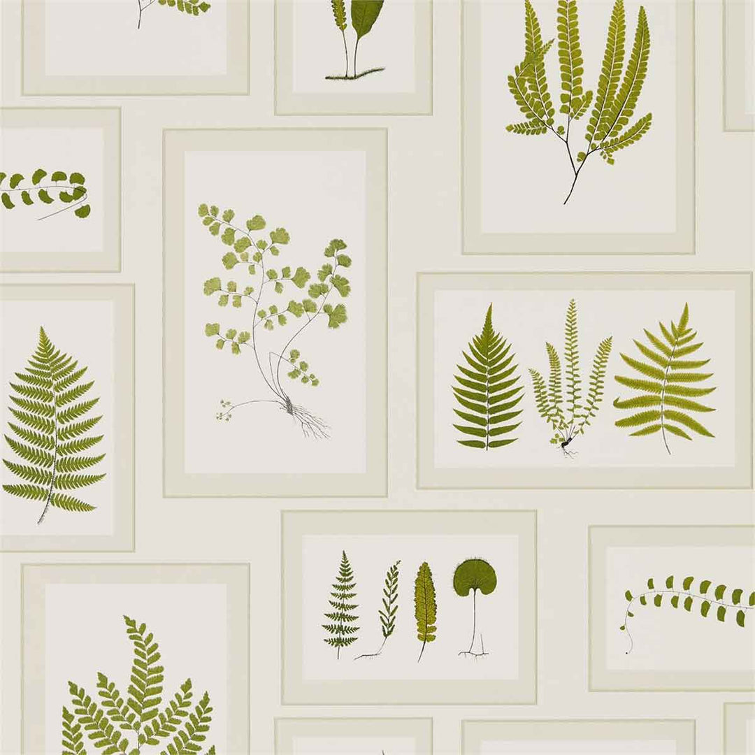 Fern Gallery Ivory & Green Wallpaper by Sanderson - 215712 | Modern 2 Interiors