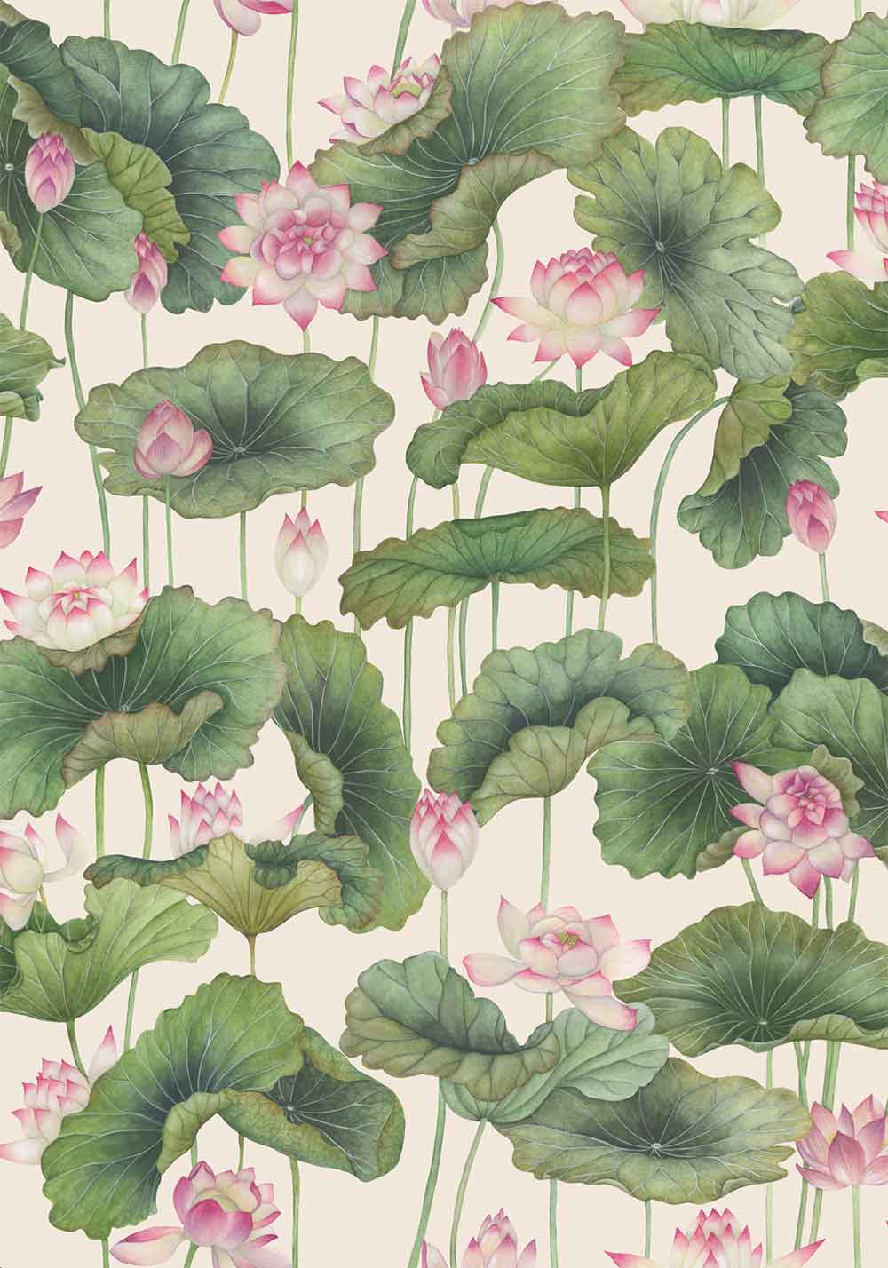 Lily Lotus Pink & White Wallpaper