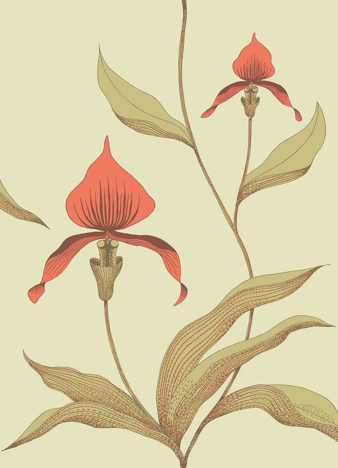 Orchid Wallpaper by Cole & Son - 66/4033 | Modern 2 Interiors