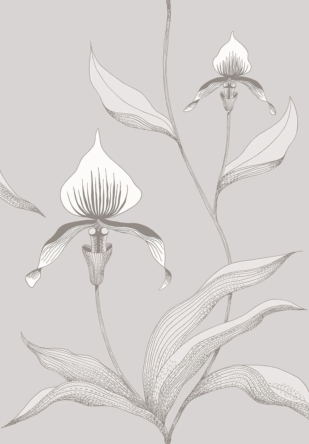 Orchid Wallpaper by Cole & Son - 95/10055 | Modern 2 Interiors