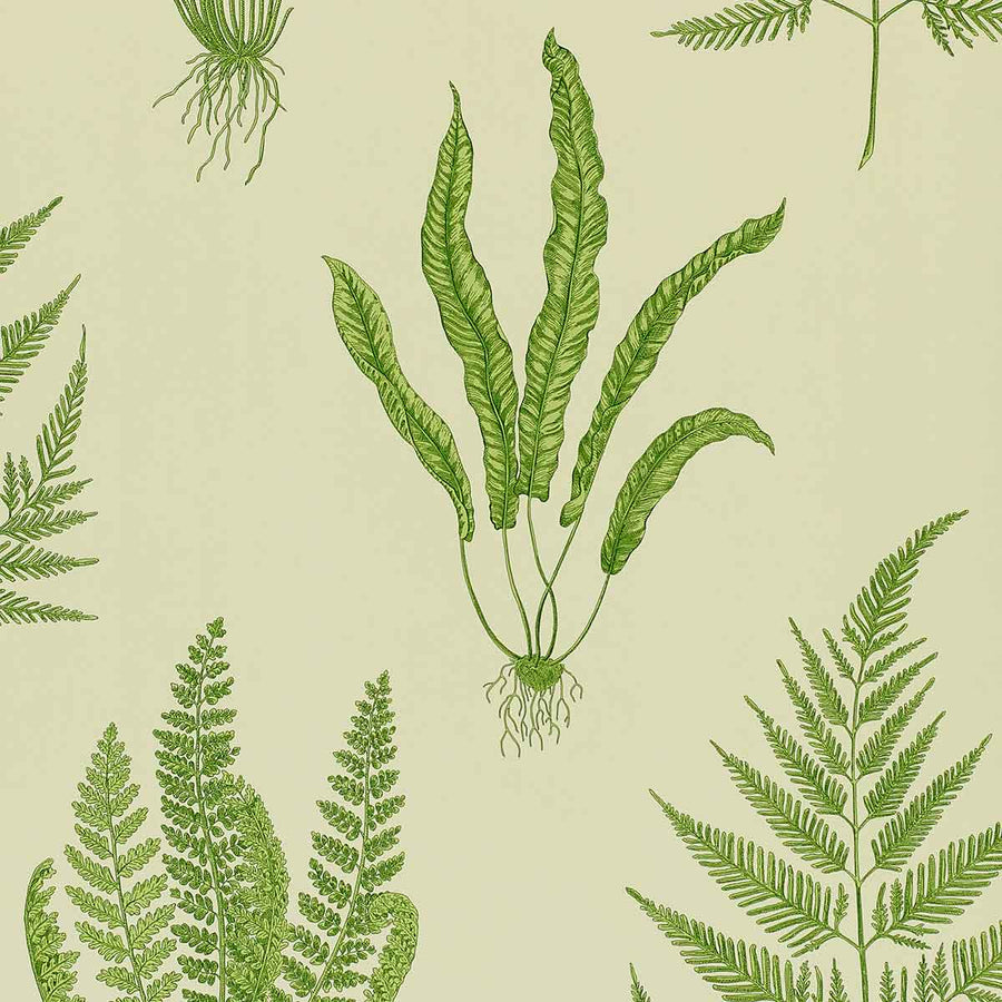 Woodland Ferns Green Wallpaper by Sanderson - DAPGWO102 | Modern 2 Interiors