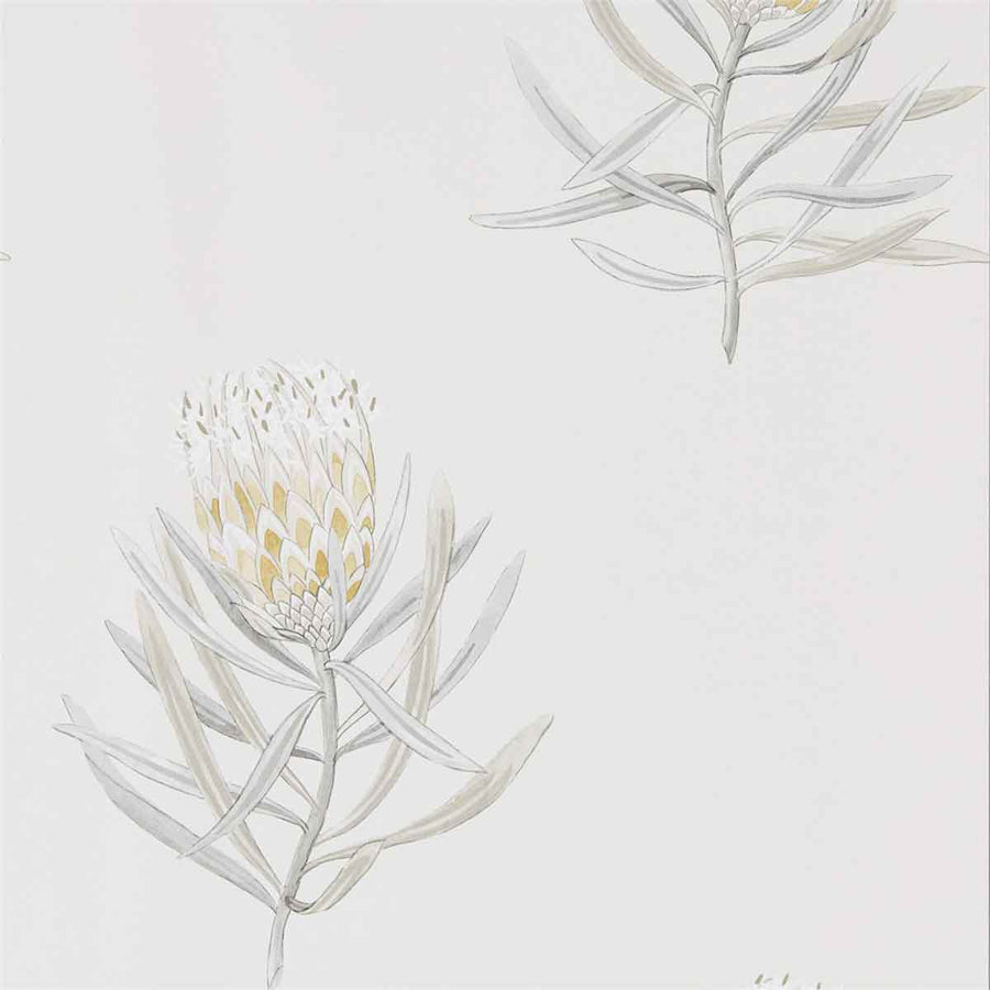 Protea Flower Daffodil & Natural Wallpaper by Sanderson - 216328 | Modern 2 Interiors