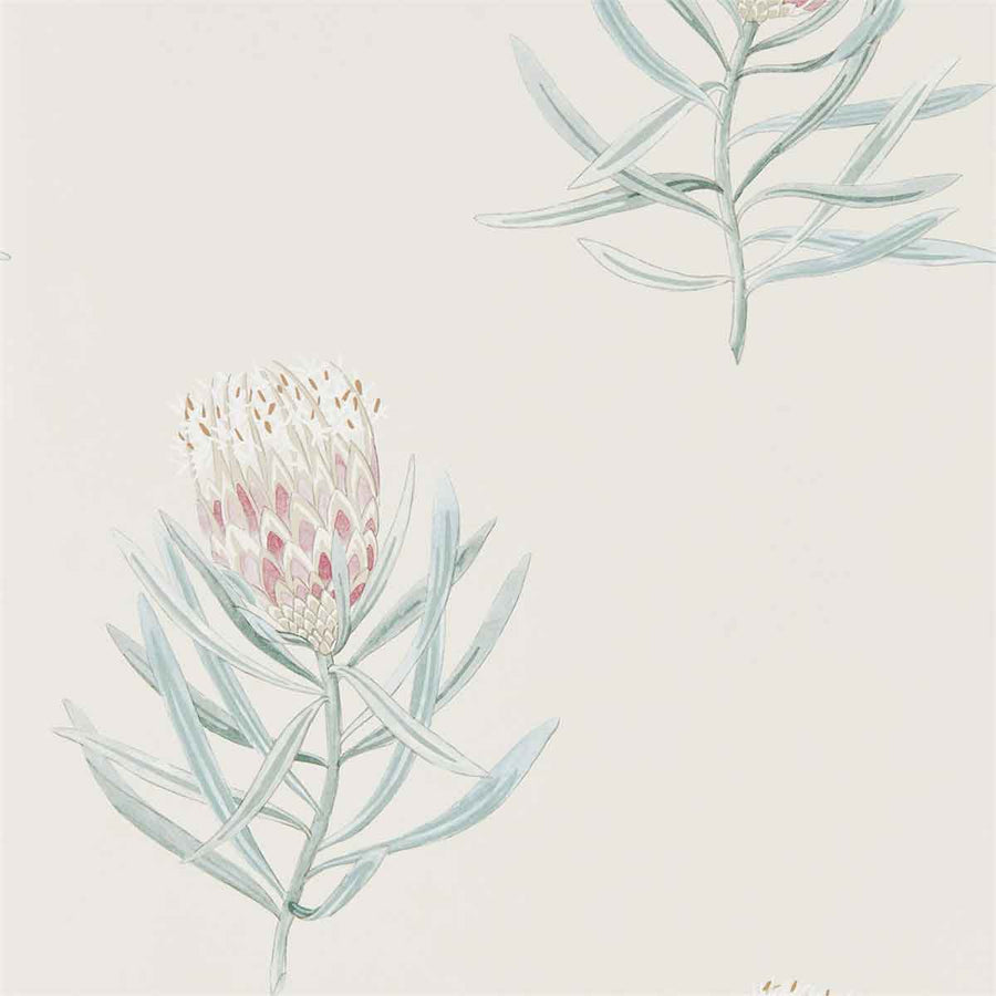 Protea Flower Porcelain & Blush Wallpaper by Sanderson - 216330 | Modern 2 Interiors