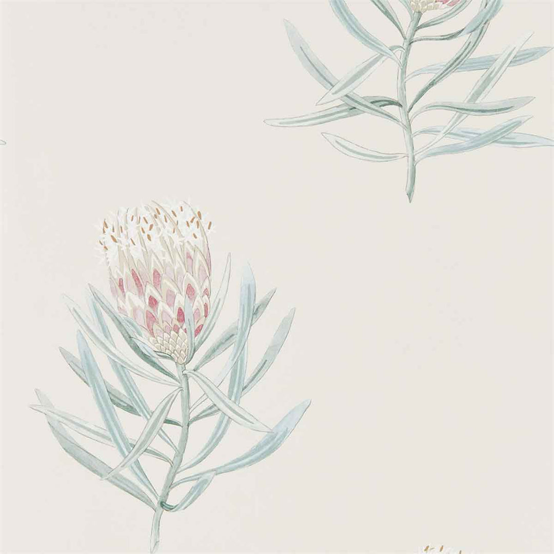 Protea Flower Porcelain & Blush Wallpaper by Sanderson - 216330 | Modern 2 Interiors