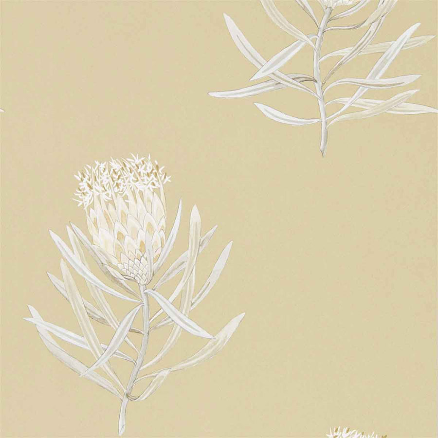 Protea Flower Sepia & Champagne Wallpaper by Sanderson - 216331 | Modern 2 Interiors