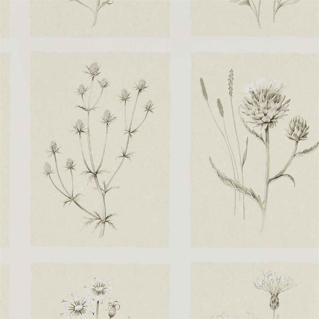 Little Thistles Ecru Wallpaper by Sanderson - 216511 | Modern 2 Interiors