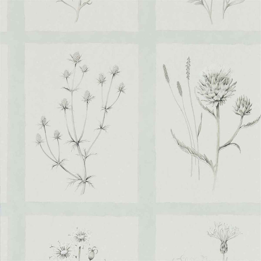 Little Thistles Grey Blue Wallpaper by Sanderson - 216513 | Modern 2 Interiors