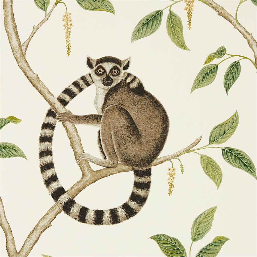 Ringtailed Lemur Cream & Olive Wallpaper by Sanderson - 216664 | Modern 2 Interiors