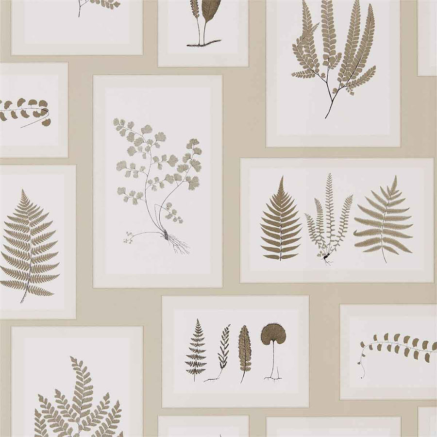 Fern Gallery Linen & Sepia Wallpaper by Sanderson - 215714 | Modern 2 Interiors